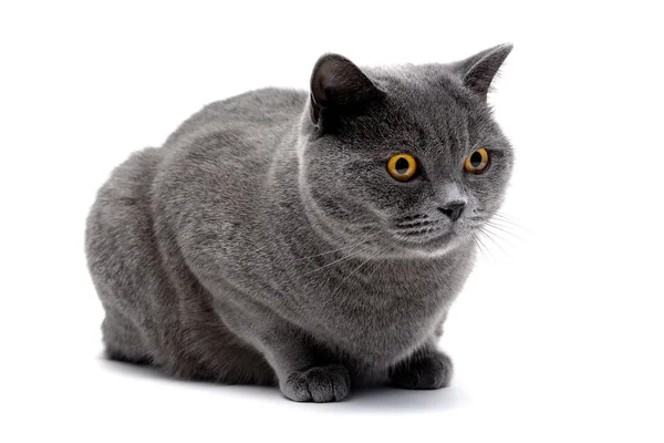 Katt med gula ögon liggande på vit bakgrund — Stockfoto