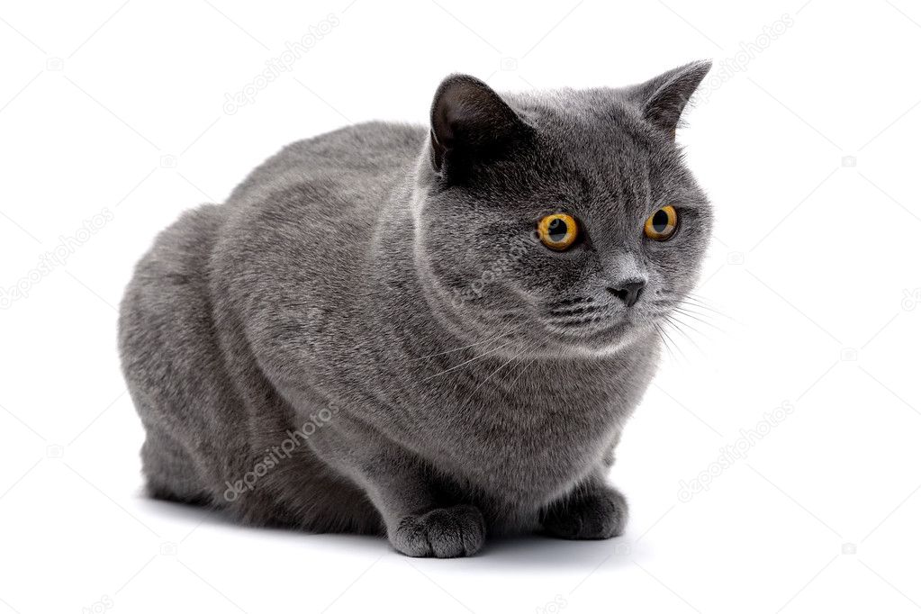 cat with yellow eyes lying on white background