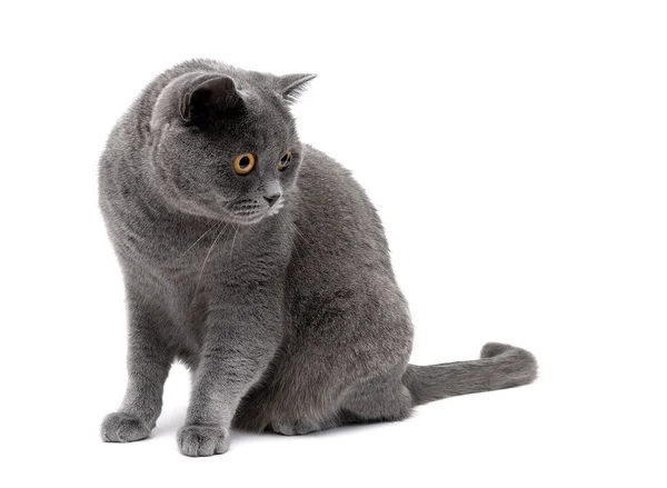 Grigio gatto razze scozzese dritto su uno sfondo bianco — Foto Stock