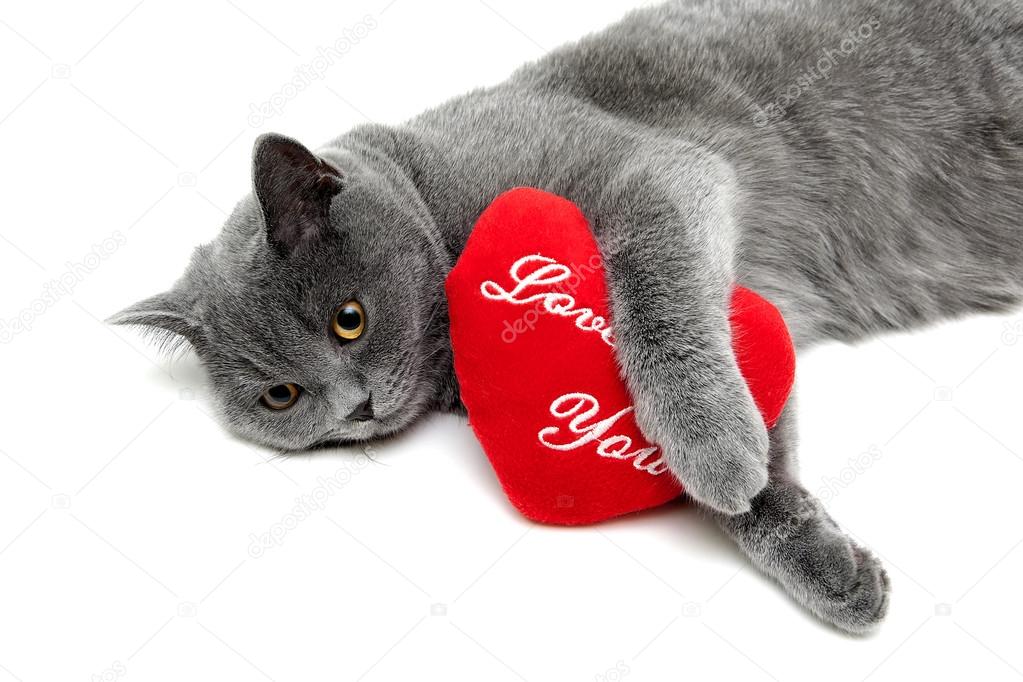 cat and red pillow on a white background