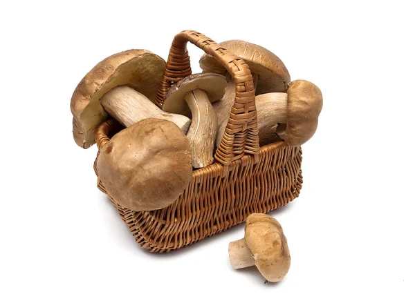 Basket with Forest mushrooms on a white background. — Stock Photo, Image