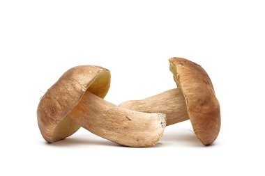 Beyaz bir arka plan üzerinde iki yabani mantar.