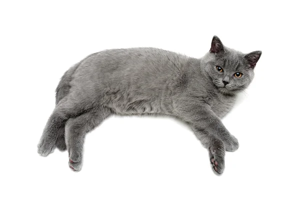 Small gray kitten lies on a white background — Stock Photo, Image