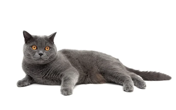 Cat breeds Scottish Straight encontra-se em um fundo branco close-up — Fotografia de Stock