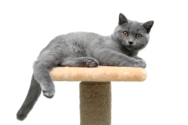 Kotě close-up na bílém pozadí — Stock fotografie