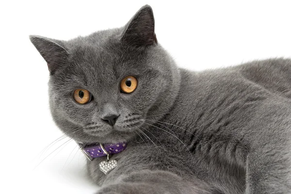 bir kedi beyaz zemin üzerine sarı gözlü portresi