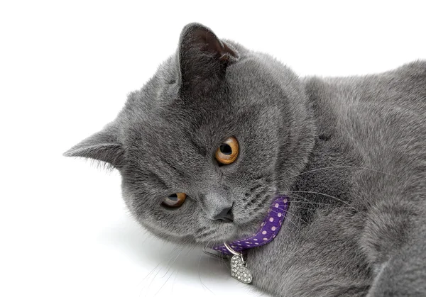 Cat with yellow eyes on a white background — Stock Photo, Image