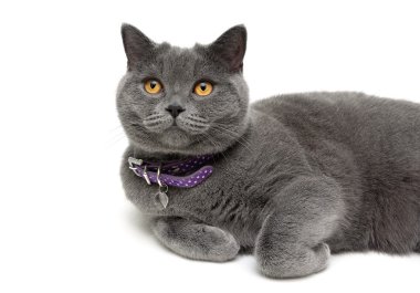 Mor yakalı beyaz zemin üzerine sarı gözlü kedi