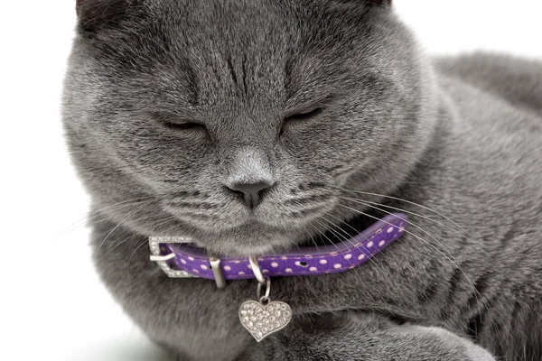 Portrait of a sleeping cat in a purple collar — Stock Photo, Image