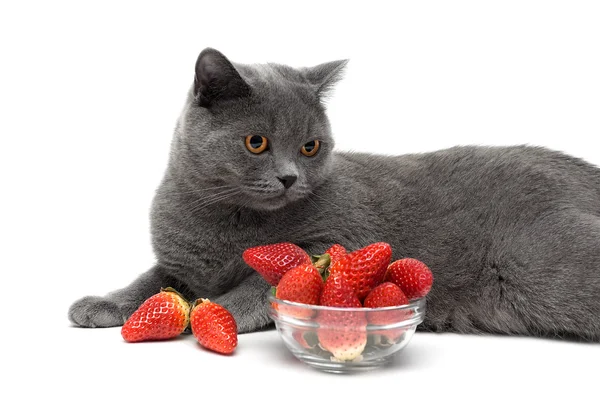 Gato y fresa madura aislados sobre fondo blanco — Foto de Stock