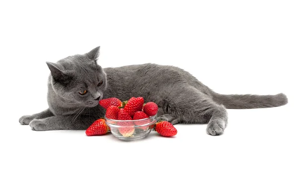 Schottische Katze und reife Erdbeere isoliert auf weißem Hintergrund — Stockfoto