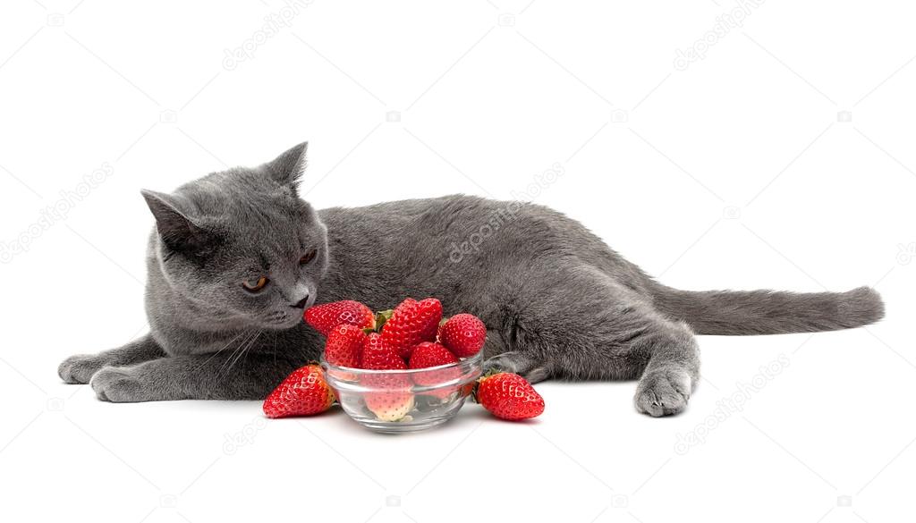 Scottish cat and ripe strawberry isolated on white background