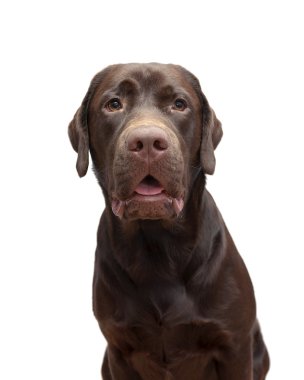 Portre labrador çikolata rengi beyaz bir arka plan üzerinde