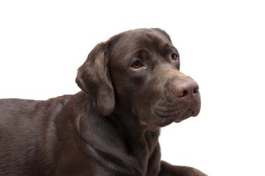 Beyaz zemin üzerine çikolata labrador portresi