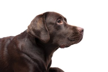 Beyaz bir arka plan rengine Labrador çikolata
