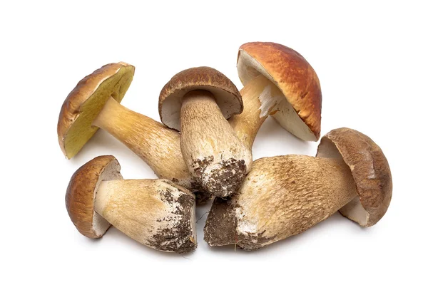 Wilde Pilze Nahaufnahme isoliert auf weißem Hintergrund — Stockfoto