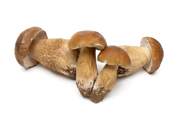 Wilde paddestoelen geïsoleerd op witte achtergrond — Stockfoto