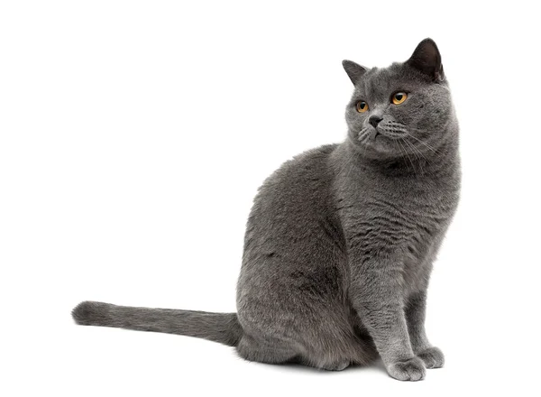 Gatto grigio siede su uno sfondo bianco — Foto Stock