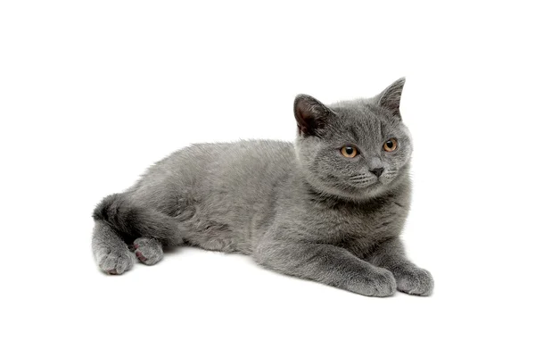 Graues Kätzchen liegt auf weißem Hintergrund — Stockfoto
