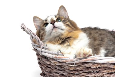 yakın çekim yeşil gözlü beyaz bir arka plan ile kedi