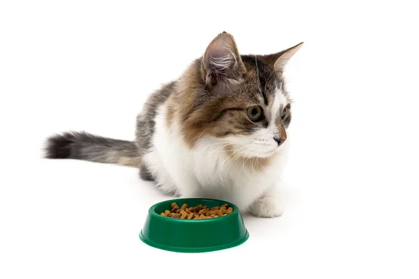 Gato se sienta al lado de un tazón de comida sobre un fondo blanco — Foto de Stock