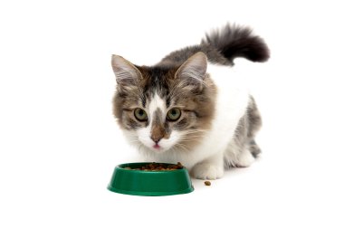 fluffy cat eating food from a bowl clipart