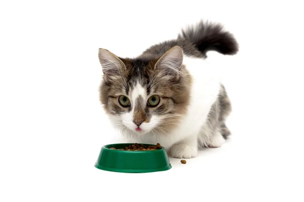 Pluizig kat eten van een kom — Stockfoto