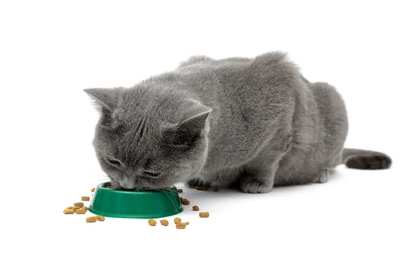 Gatto grigio che mangia cibo da una ciotola — Foto Stock