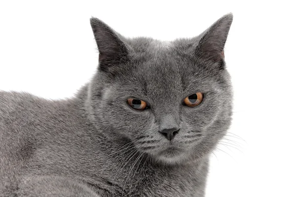 Retrato de un gato gris sobre un fondo blanco —  Fotos de Stock