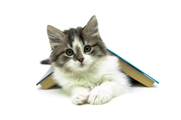 Gatinho deitado sob um livro sobre um fundo branco — Fotografia de Stock