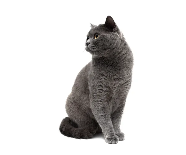 Серый кот крупным планом на белом фоне — стоковое фото