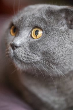 İskoç bir kedinin güzel portresi