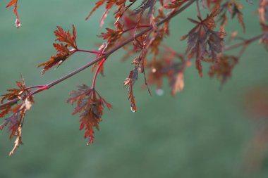 Acer palmatum disektum kırmızı yapraklar Bulanık yeşil arkaplan üzerinde yağmur damlaları