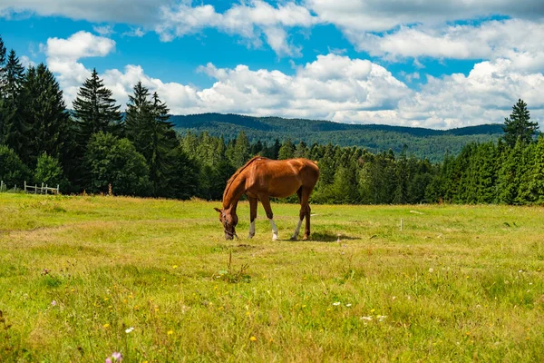 Hermoso Caballo Comiendo Hierba Prado Montaña — Foto de Stock