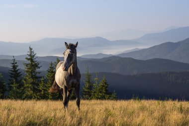 Çok güzel bir sabah yatay, genç at