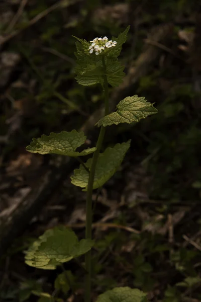 Derin ormanda kır çiçeği