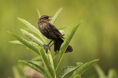 dişi kırmızı - siyah kanatlı kuş 