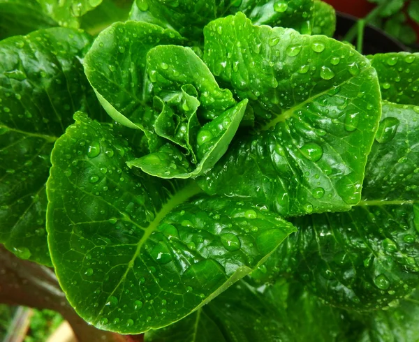 Fresh Garden Iceberg Lettuce — Stock Photo, Image