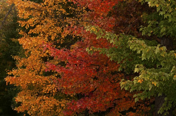 Őszi színek — Stock Fotó