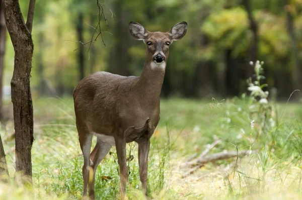 Deer — Stock Photo, Image