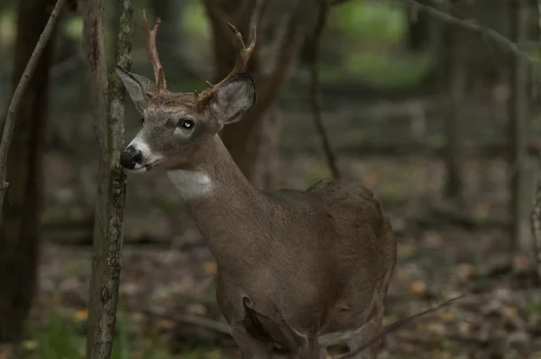 Mladí Woodland Bucku — Stock fotografie