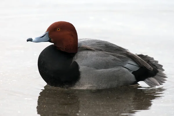 Redhead Duck — Stock Photo, Image