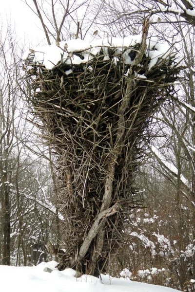 Il più grande nido d'aquila calvo Immagine Stock