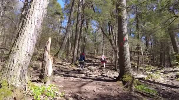 Пешие прогулки за матерью и дочерью в лесу — стоковое видео