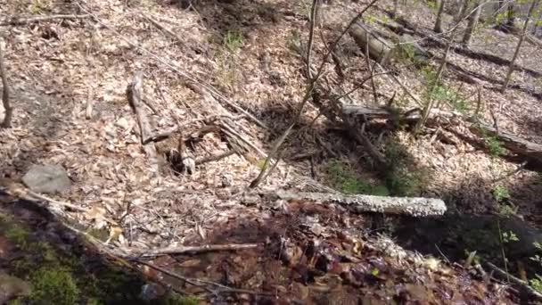 Slow pan up on a mountain stream in the woods of New England — Stock Video