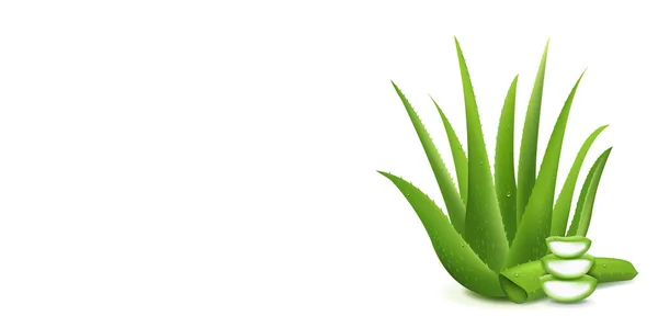 Aloe Vera realista y fondo blanco — Vector de stock