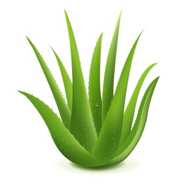 Aloe Vera 'nın gerçekçi bir tasviri