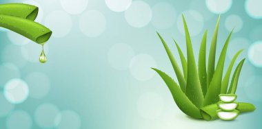 Gerçekçi Aloe Vera ve Bokeh 'le Geçmişi