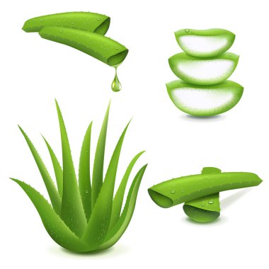 Aloe Vera 'nın gerçekçi tasviri Beyaz Arkaplan Belirledi