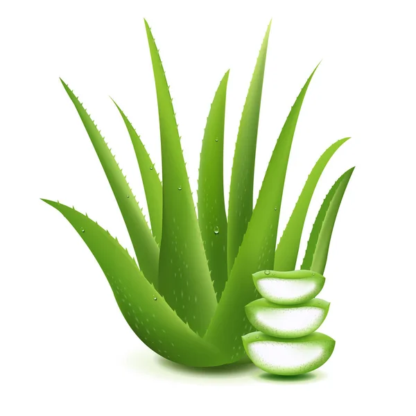 Aloe Vera fraîche tranchée Aloe Vera isolé sur fond blanc — Image vectorielle